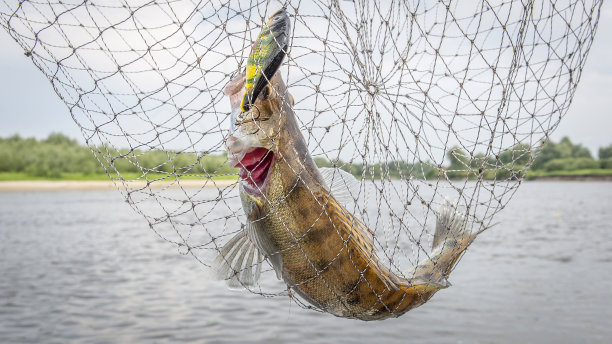pike