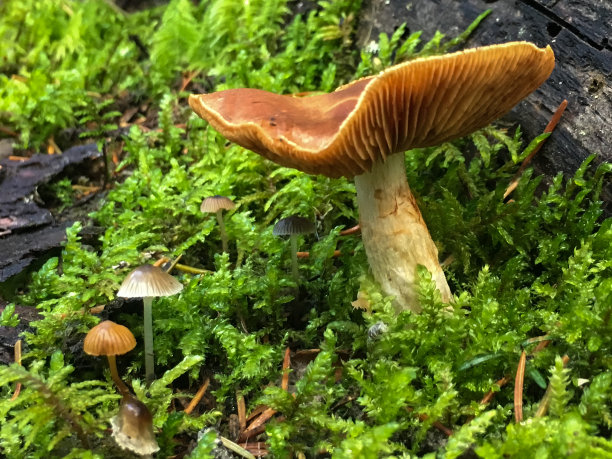 彩色的蘑菇