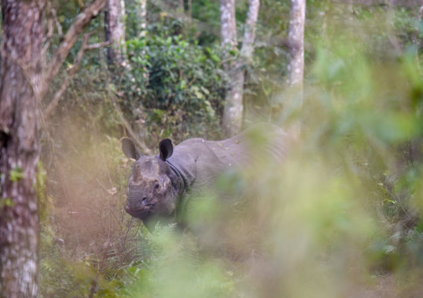 chitwan