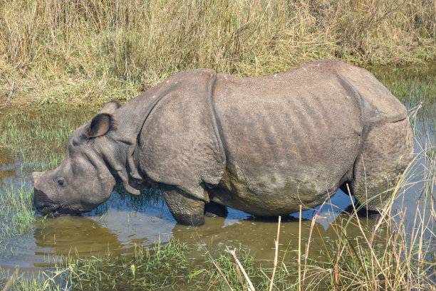chitwan