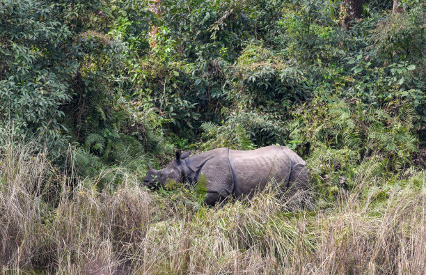 chitwan