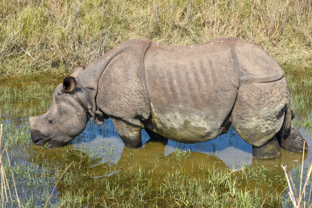 chitwan