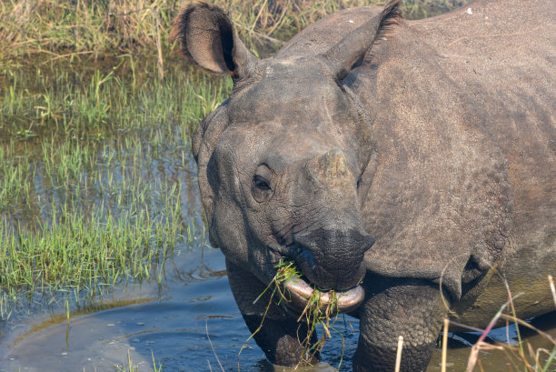 chitwan