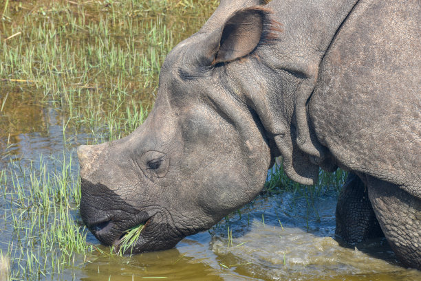 chitwan