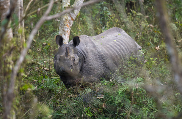 chitwan