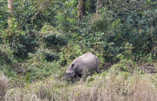 chitwan