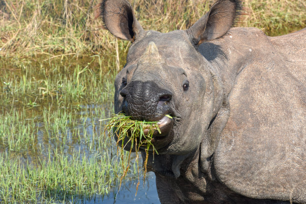 chitwan
