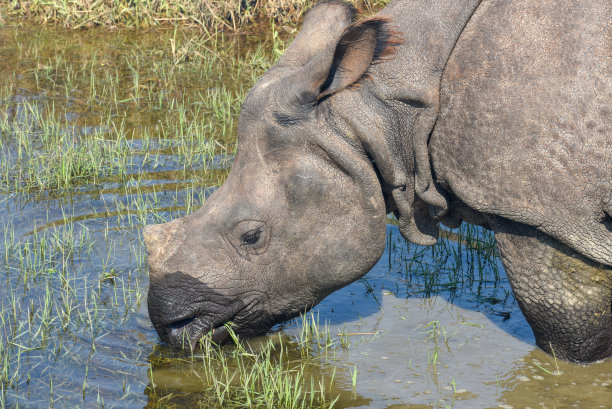 chitwan