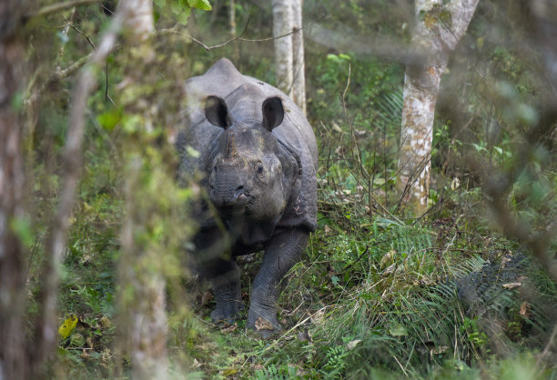 chitwan