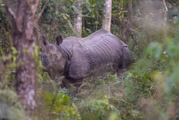 chitwan