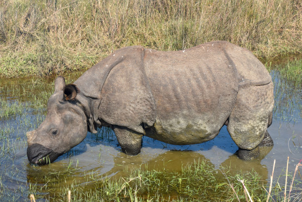 chitwan