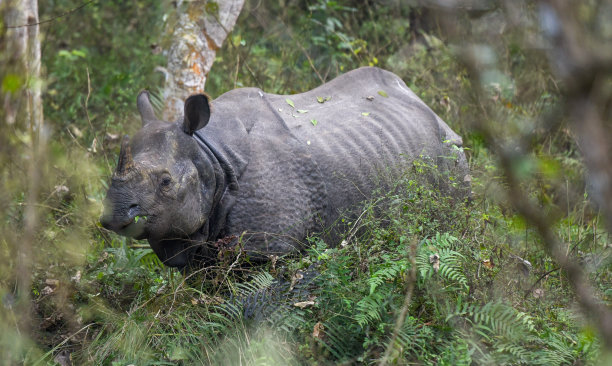 chitwan