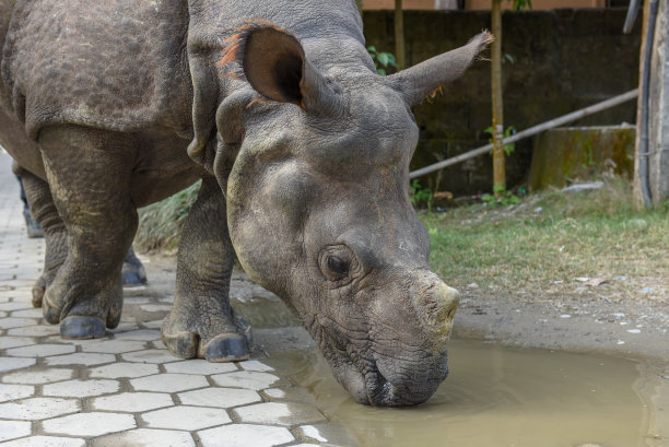 chitwan
