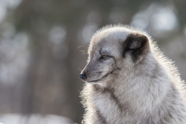 阿拉斯加动物园的狼