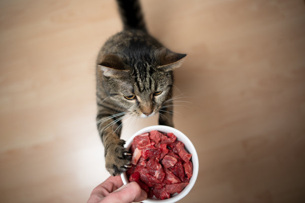 鲜肉猫粮