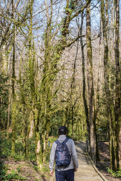 水松叶