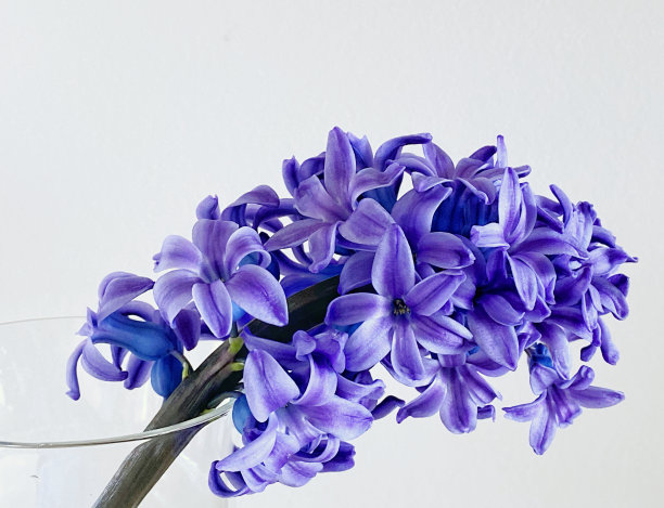 hyacinth