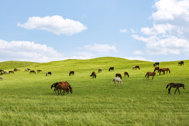 马和草原