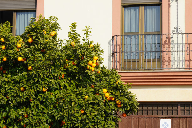 挂在树枝上的橘子