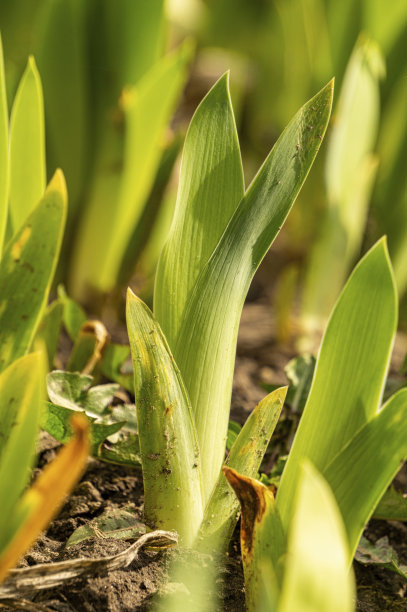 如何种植蔬菜视频 veer-352959631.jpg