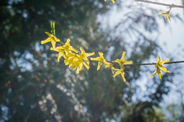 花满枝头