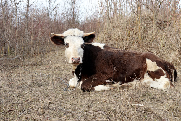 躺在草地上的牛