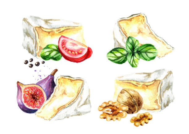 核桃插画
