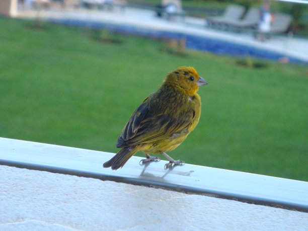 canary