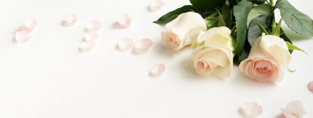 情人节玫瑰花白玫瑰粉色花束