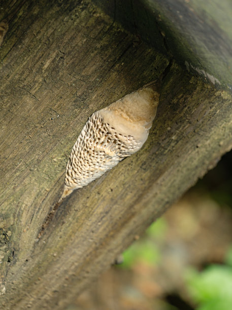 gills
