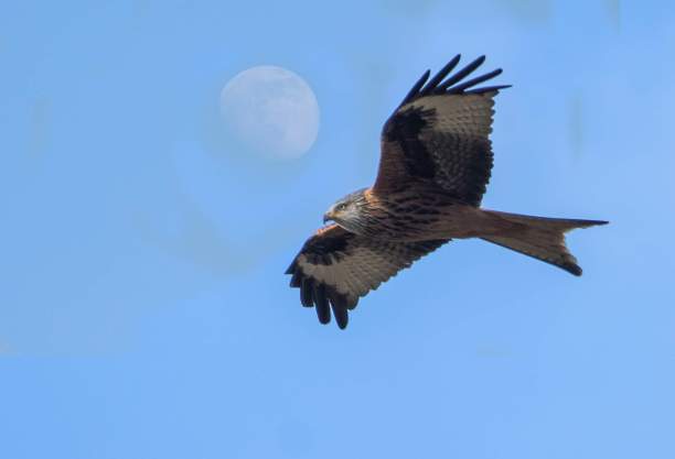 fly
