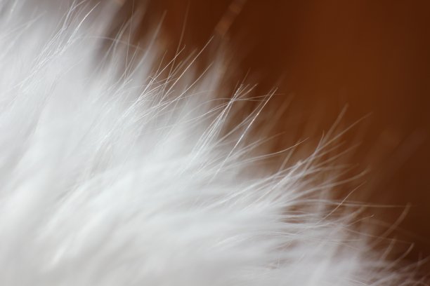 feathers