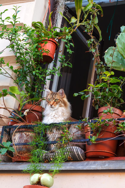 窗户鲜花小猫咪