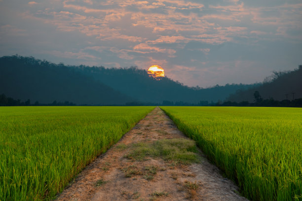 稻田背景