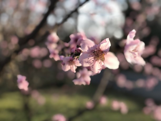 景观桃花