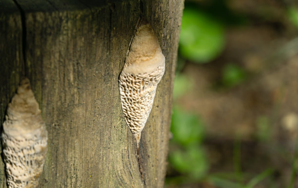 gills