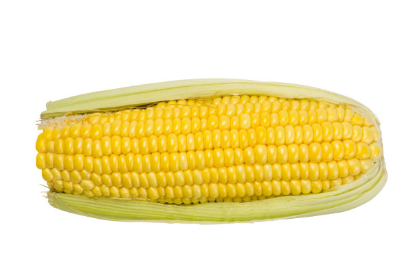白色背景上的小玉米，特写