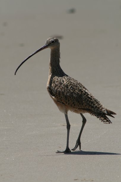 charadriiformes
