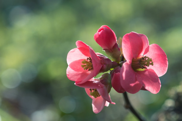 chaenomeles