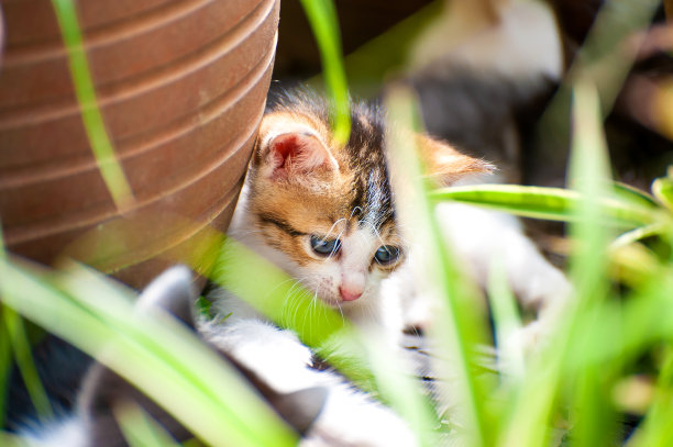 夏日小猫