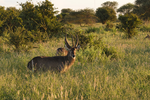wildebeest