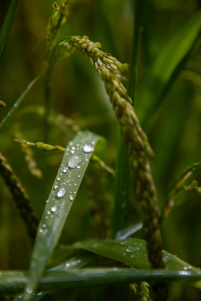 雨天鲜稻穗
