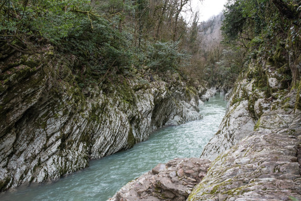 水松叶