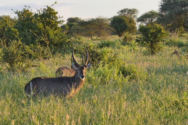 wildebeest