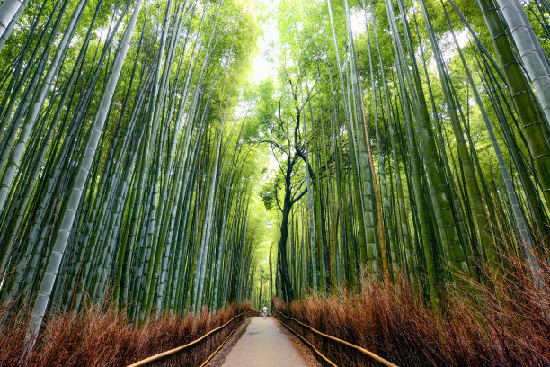 绿竹林竹林围栏