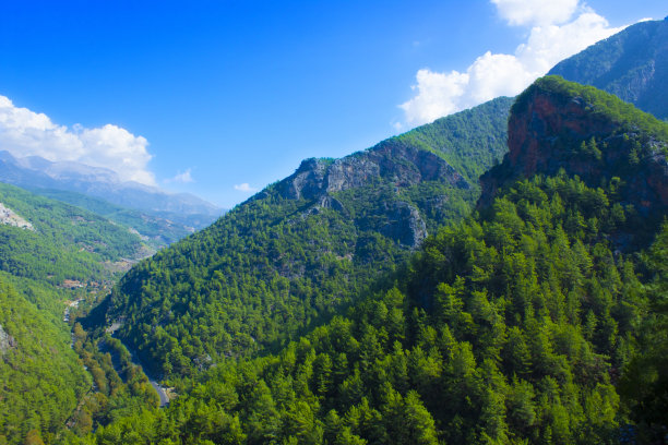 高山脉树林