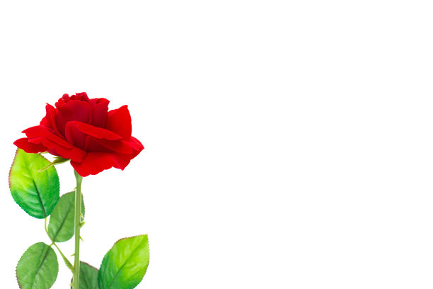 情人节的红玫瑰在白背景上