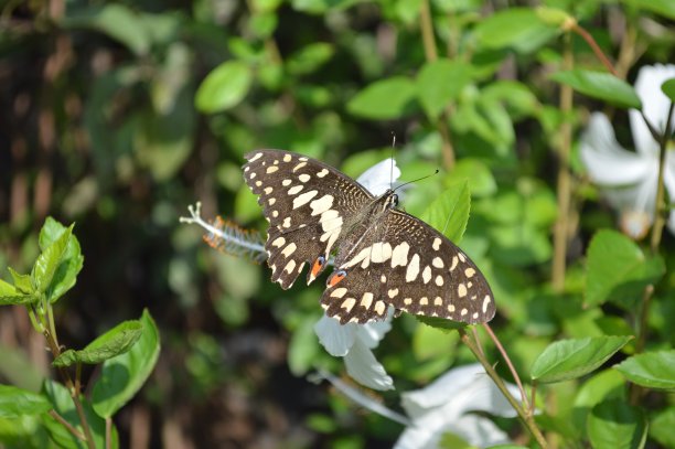 danaus