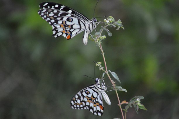 danaus