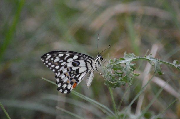 danaus